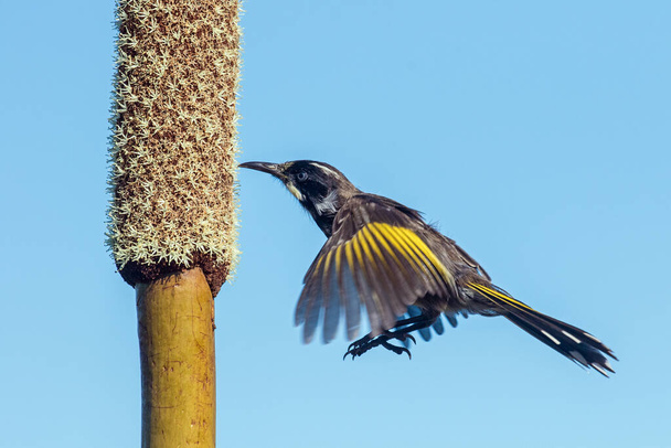 New Holland Honeyeater feeding on nectar from an Oval Grass Tree Spike - Photo, Image