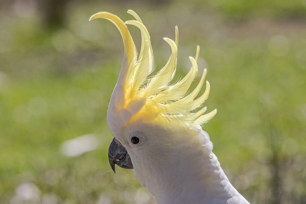 Sulphur-crested Cockatoo with crest erect - Photo, Image