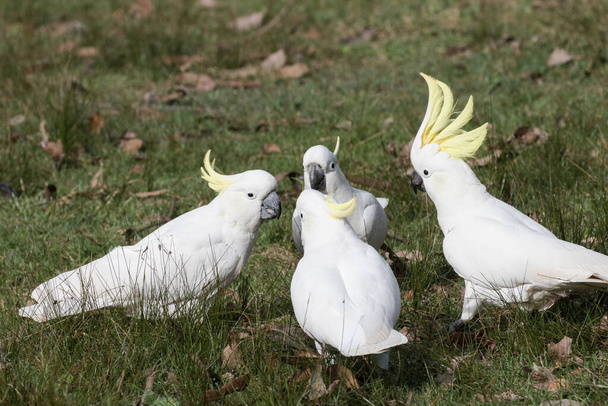 Sulphur-crested Cockatoo's feeding on the ground - Photo, Image
