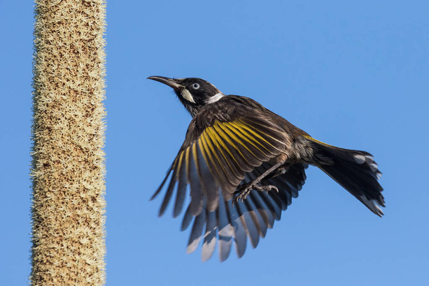 New Holland Honeyeater feeding on nectar from an Oval Grass Tree flower spike - Photo, Image
