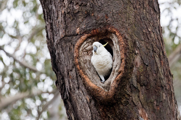 Sulphur-crested Cockatoo at entrance to it's heart shaped nest hole - Photo, Image
