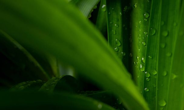 close-up waterdruppel op weelderig groen gebladerte na regen. - Foto, afbeelding