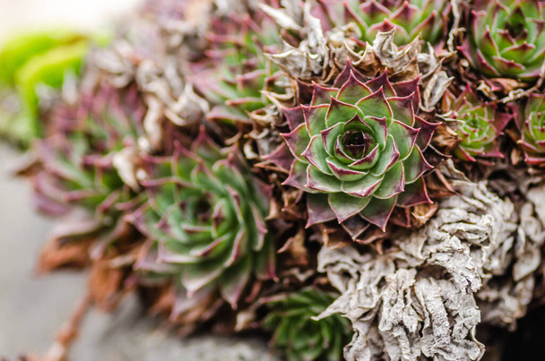 The common houseleek, perennial herbaceous ornamental plant - Photo, Image