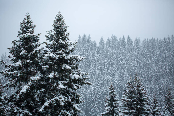 A beautiful winter landscape with snow-covered trees in the forest - Foto, Imagem