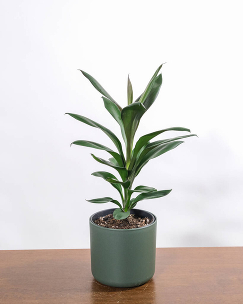 A closeup shot of a dracaena plant in a pot on the wooden table - Fotoğraf, Görsel