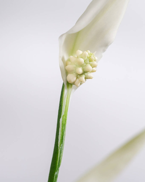 A closeup shot of a white Spathiphyllum flower against a white background - Photo, image