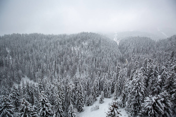 An aerial shot of a forest in mountains with trees and ground covered by snow - Foto, Imagem