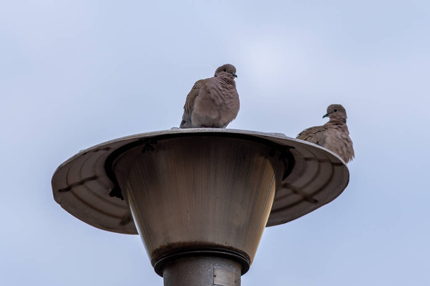 A low angle closeup shot of two pigeons perched on a lamp - Photo, image