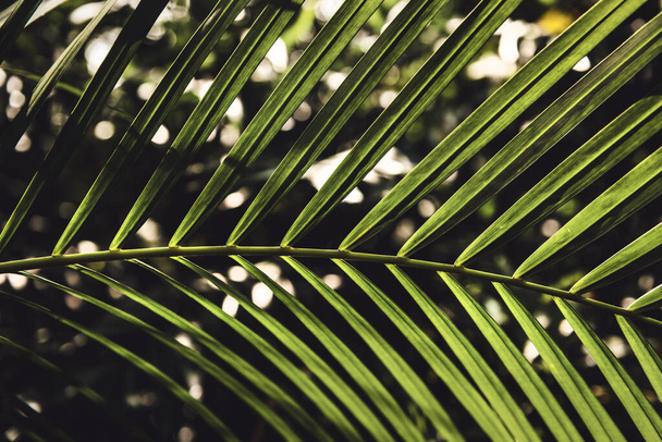 The closeup of palm tree leaf in the tropical rain forest - Фото, зображення