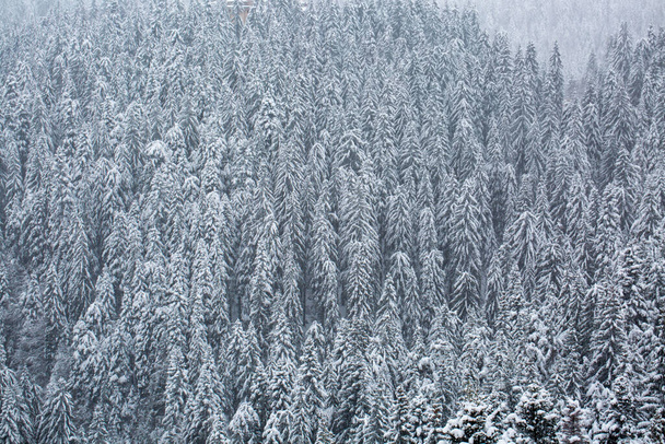 A gray scale shot of a forest with trees and ground covered by snow - Foto, immagini