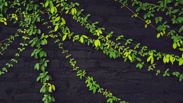 Green leaves pattern, vine or creeping plant growth on black brick wall for background with copy space in garden park. Natural wallpaper, Beautiful in nature and Ornamental tree for decoration concept - Photo, Image
