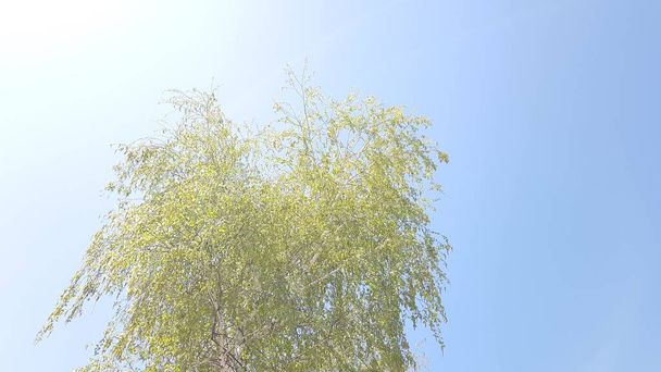 Die Spitze einer Birke mit frischen grünen Blättern wiegt sich im blauen Himmel. Natur im Frühling. Ansicht von unten. - Foto, Bild