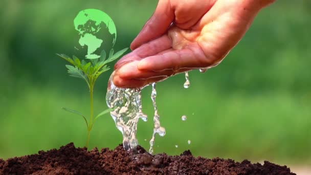 Water geven aan een kleine boom voor het redden van de aarde en natuurlijke, schone ecologie in de natuur. - Video