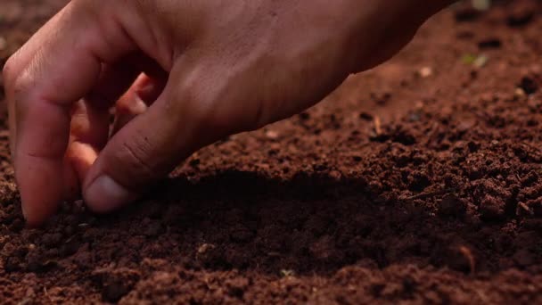 Siew nasion, sadzenie drzewa dla ratowania ziemi i naturalnej, czystej ekologii w naturalnych. - Materiał filmowy, wideo