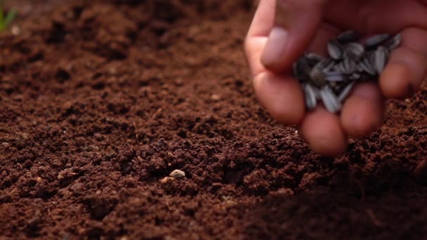 Sowing the seeds , Planting a tree for save the earth and natural , clean ecology in natural. - Footage, Video