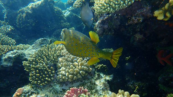 Žlutý ďas (Ostracion cubicus) pod mořem, Rudé moře, Egypt, Sharm El Sheikh, Nabq Bay. Pravděpodobně byl vyroben překlep na FishBase: cubicum. - Fotografie, Obrázek