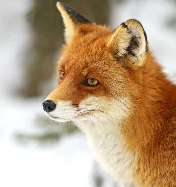 Portrait Foxes - Photo, Image