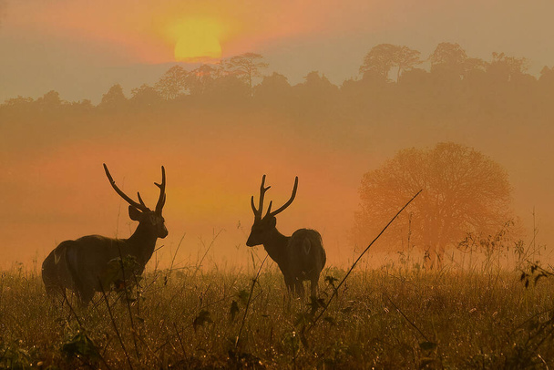 Family Sunset Deer at Thung Kramang Chaiyaphum Province, Таїланд - Фото, зображення