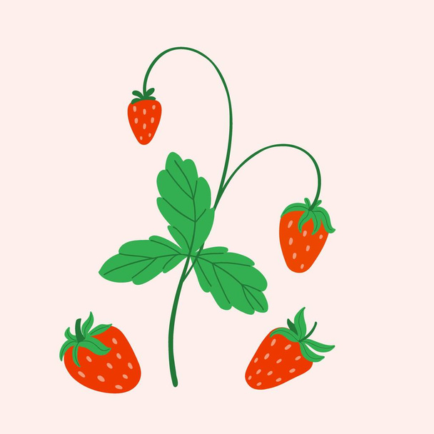 Strawberry. Hand drawn fresh forest or garden berry poster print or card. Whole juicy berries, bush with green leaves doodle summer element. Vector cartoon minimalistic isolated illustration - Vektor, kép
