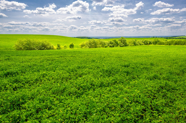 Zomerlandschap, groenblijvende groenvoedergewassen klaver van alfalfa in akkers, schommelende planten in de wind - Foto, afbeelding