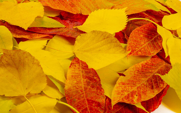 herfst landschap, schets van de herfst op de foto, geel bordeaux rode bladeren, zomer petitie, vrolijke foto 's - Foto, afbeelding