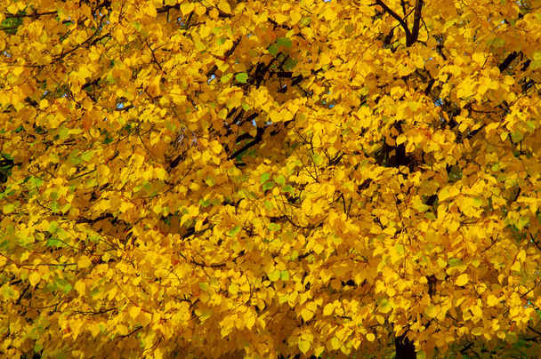 Feuillage d'automne, fond botanique saisonnier - Photo, image