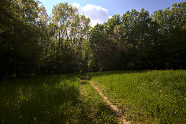 Caminho em um campo no meio de um parque na paisagem italiana - Foto, Imagem