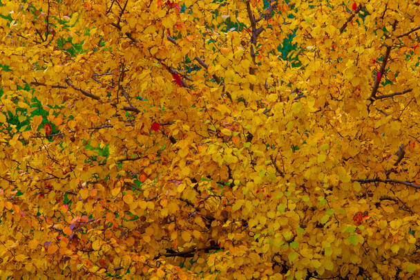 Feuillage d'automne, fond botanique saisonnier - Photo, image