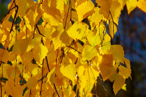 Bunte Herbstblätter von Birke, Laubbaum mit weißer Rinde und herzförmigen Blättern. - Foto, Bild