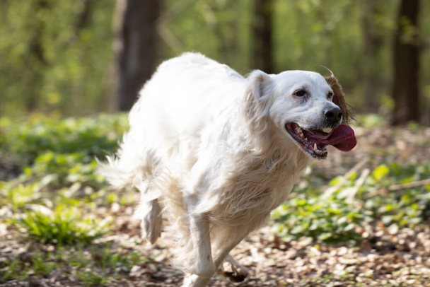 Köpek çayırda koşuyor, Ayar çalışıyor - Fotoğraf, Görsel