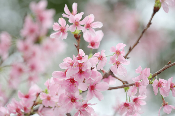 ένα κοντινό πλάνο του Cherry Blossom στο πάρκο hong kong tko - Φωτογραφία, εικόνα