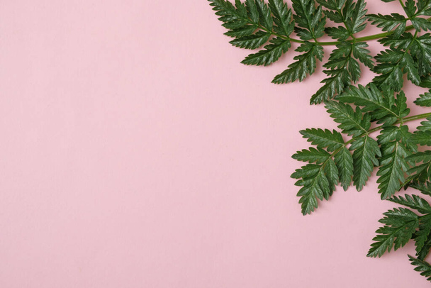 Folhas verdes em um fundo rosa pastel com espaço de cópia - Modelo para um convite ou texto de anúncio - Folha verde natural em fundo brilhante - Flat lay - Foto, Imagem