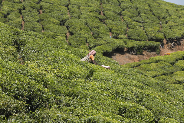 Arbeiders op Tea Plantation Foarm Munnar Kerala India - Foto, afbeelding