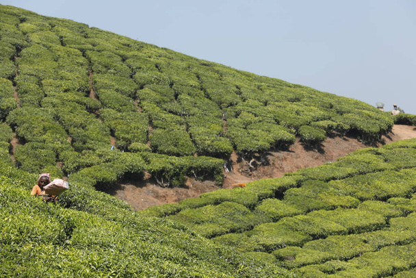 Trabajadores de Tea Plantation Foarm Munnar Kerala India - Foto, imagen