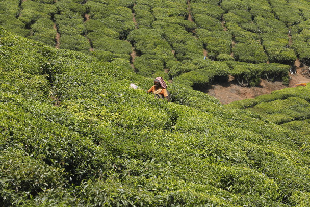 Çay Çiftliği İşçileri Foarm Munnar Kerala Hindistan - Fotoğraf, Görsel