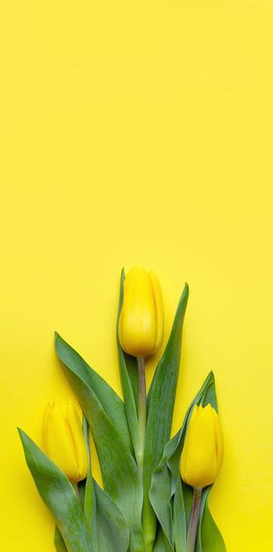  3 yellow tulips yellow background  - Photo, Image