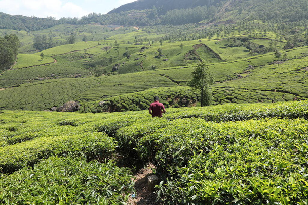 Lavoratori a Tea Plantation Foarm Munnar Kerala India - Foto, immagini
