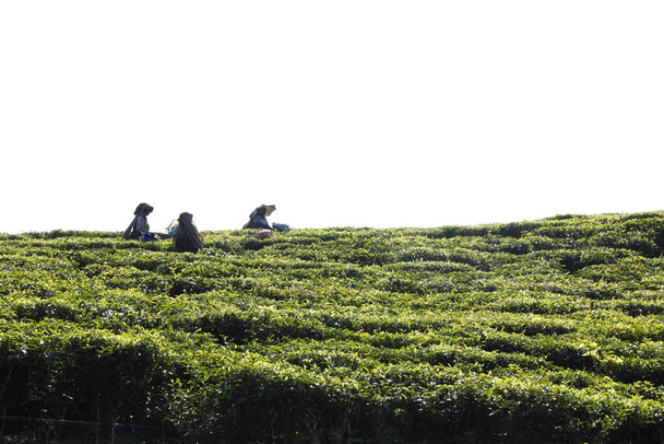 Arbeiter auf der Teeplantage Foarm Munnar Kerala Indien - Foto, Bild