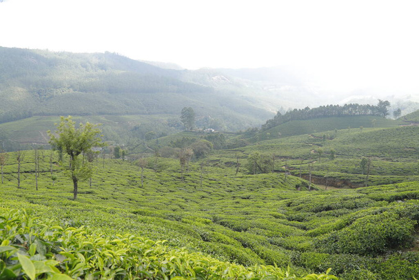 Tea Plantation foarm Landscape Munnar Kerala India - Zdjęcie, obraz