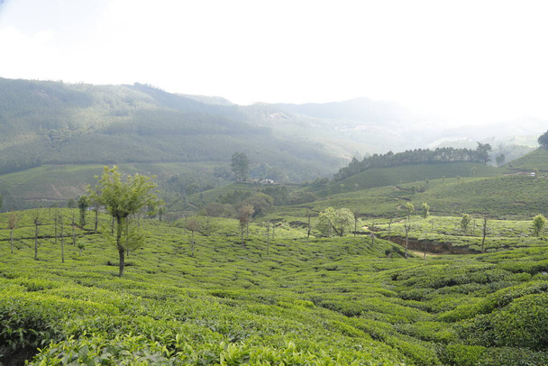 Tea Plantation foarm Landscape Munnar Kerala India - Photo, Image