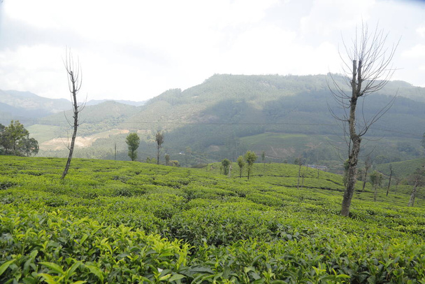 Plantación de té foarm Paisaje Munnar Kerala India - Foto, imagen