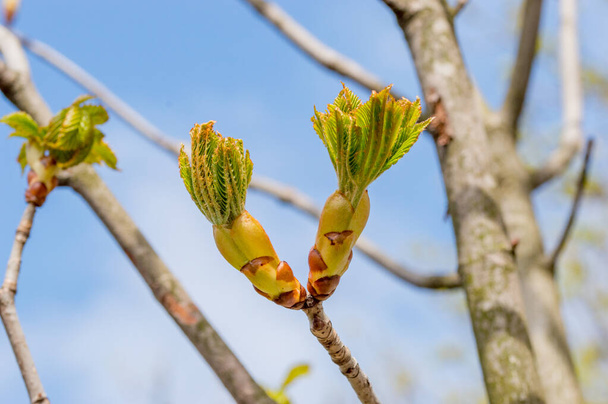 Macrop ohoto of open horse chestnut (Aesculus) bud in springtime. - Fotografie, Obrázek