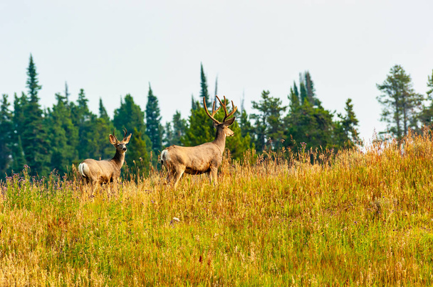 Ciervo de mula mirando a la distancia en una colina con pinos en el fondo. .. Foto de alta calidad - Foto, imagen