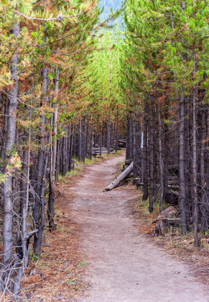 Подорож через сосновий ліс в Єллоустонському національному парку. Фотографія високої якості - Фото, зображення