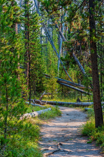 Пешеходная тропа через сосновый лес в Йеллоустонском национальном парке. Высокое качество фото - Фото, изображение