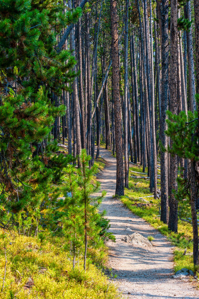 Подорож через сосновий ліс в Єллоустонському національному парку. Фотографія високої якості - Фото, зображення