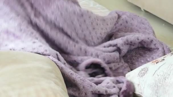 child hiding and playing in a fleece blanket, child playing at home, - Footage, Video