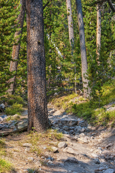 Turistická stezka borovým lesem v Yellowstonu - Fotografie, Obrázek