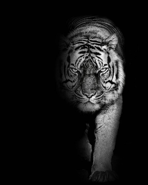 Tiger furious , animal isolated , wildlife hunter - Photo, Image