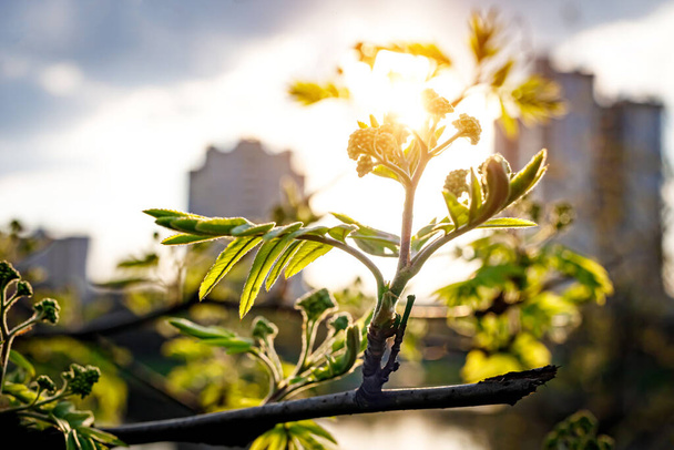 Die Esche blüht im Frühling. Blätter bei Sonnenuntergang - Foto, Bild